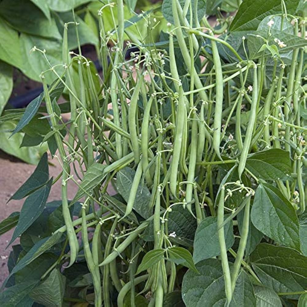 🌱 French Beans F1 Hybrid Seeds – Pack of 20 - Vegetable Seeds