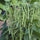 🌱 French Beans F1 Hybrid Seeds – Pack of 20 - Vegetable Seeds
