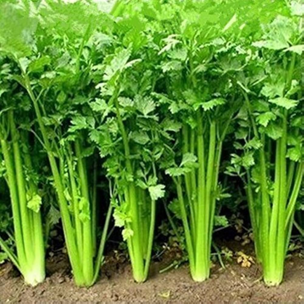 🌿 Coriander (Dhaniya) Hybrid Seeds – Premium Quality Pack 100 - Vegetable Seeds