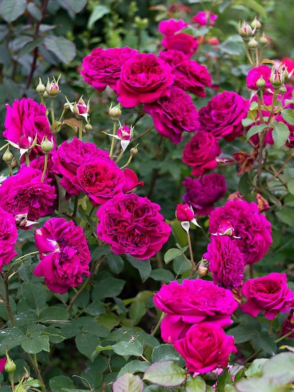 Elysian Climber – Hybrid Rose Seeds for Timeless Floral Walls - Rose Seeds