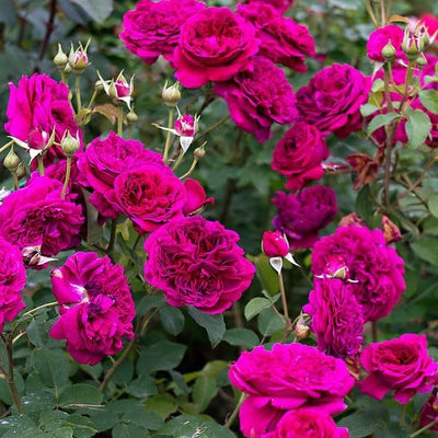 Elysian Climber – Hybrid Rose Seeds for Timeless Floral Walls - Rose Seeds