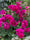 Elysian Climber – Hybrid Rose Seeds for Timeless Floral Walls - Rose Seeds