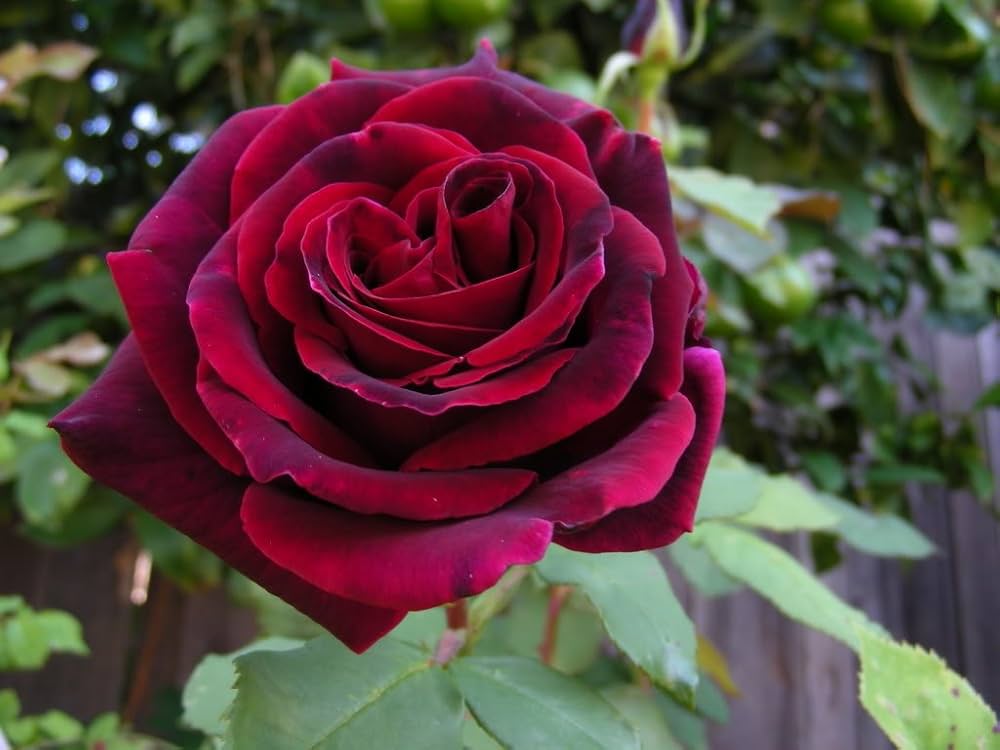 Velvet Vine Hybrid Rose Seeds – Classic Climbing Beauty - Rose Seeds