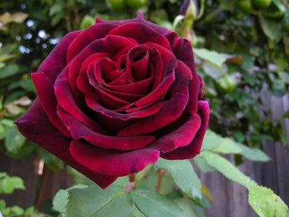 Velvet Vine Hybrid Rose Seeds – Classic Climbing Beauty - Rose Seeds