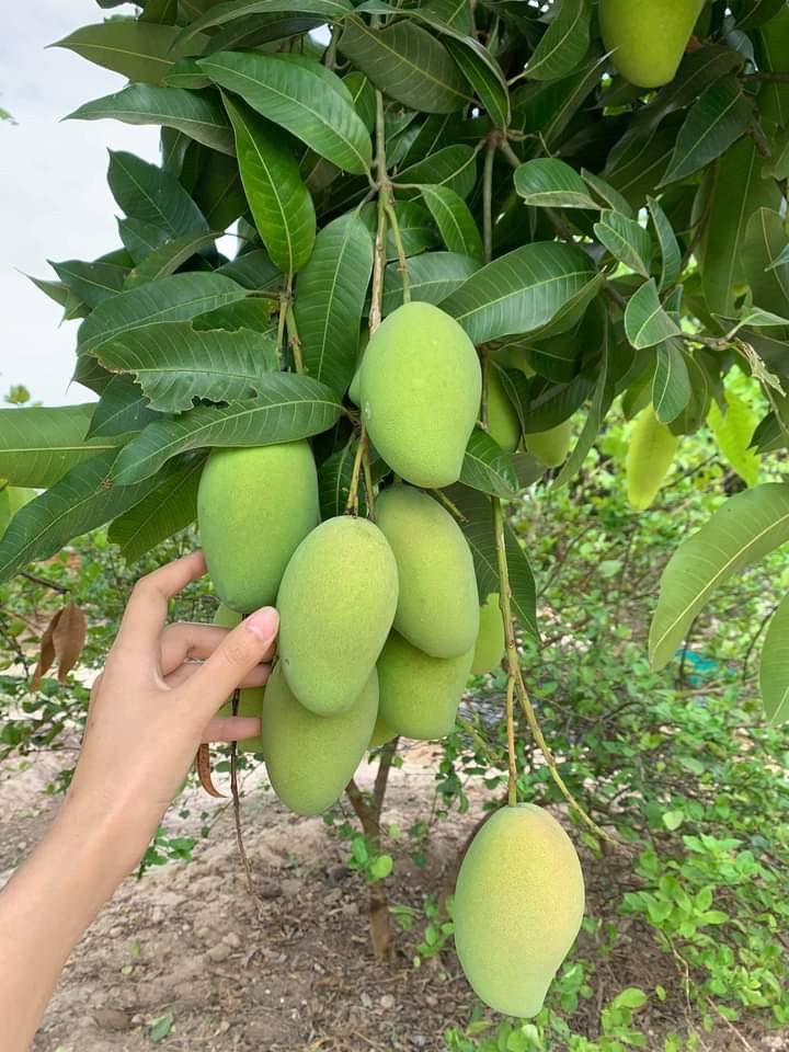 Mango Plant (Langra) Live Mango 1 Plant (Mangifera indica) – Grafted Variety  -Fruit Plants