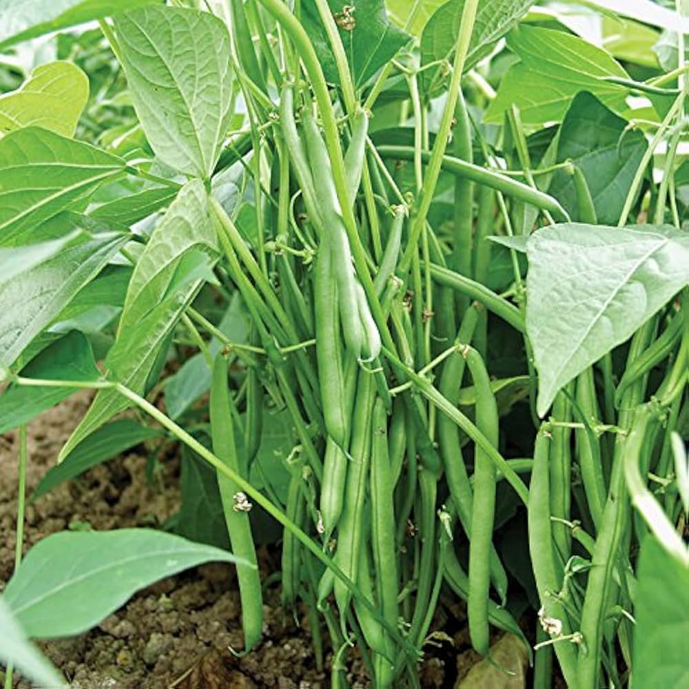 ARKA Suvidha -TFL FRENCH BEAN (Bush Type) Hybrid -Vegetable Seeds