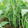 ARKA Suvidha -TFL FRENCH BEAN (Bush Type) Hybrid -Vegetable Seeds