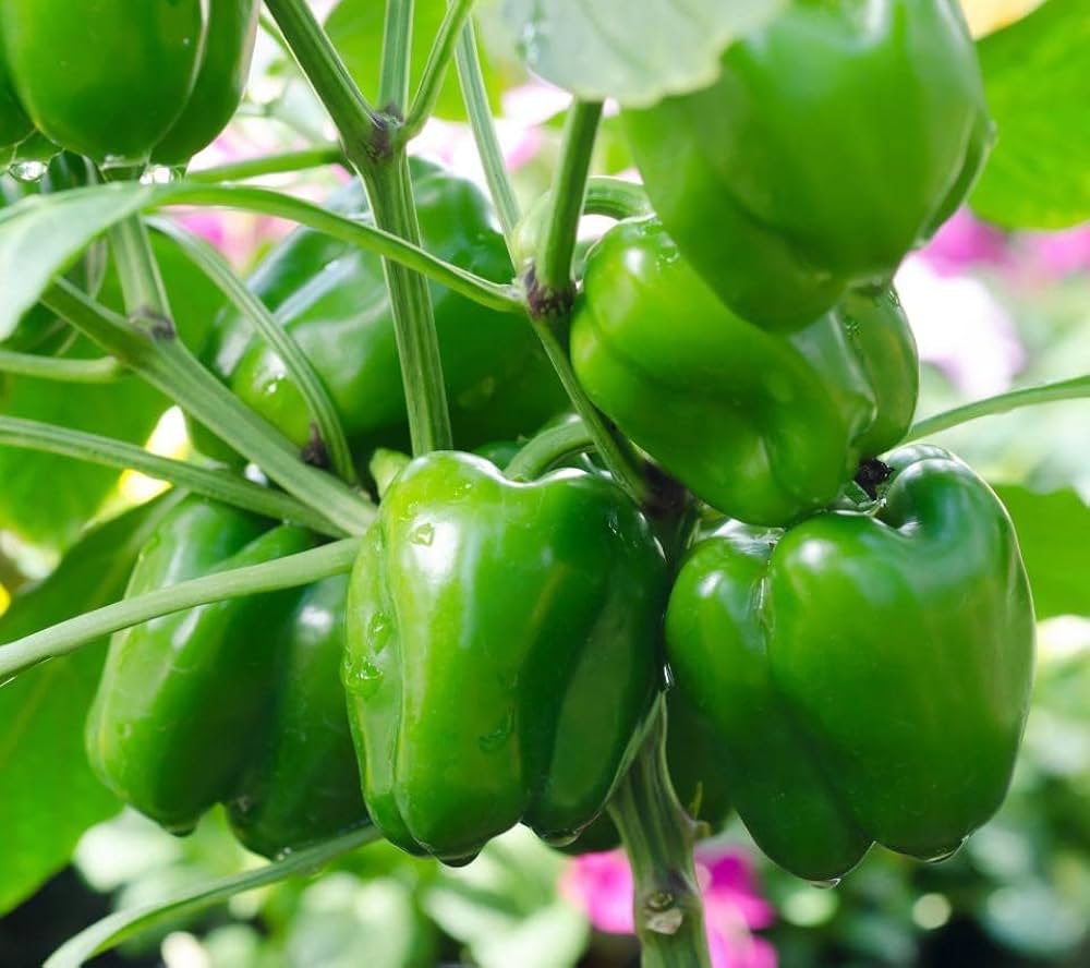🫑 Capsicum (Hari Shimla Mirch) F1 Hybrid Seeds – Pack of 20 - Vegetable Seeds
