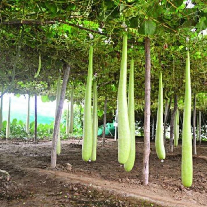 🥒 Bottle Gourd (Lauki / Ghiya) Long Hybrid Seeds – Pack of 20 - Vegetable Seeds
