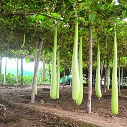 🥒 Bottle Gourd (Lauki / Ghiya) Long Hybrid Seeds – Pack of 20 - Vegetable Seeds