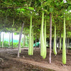 🥒 Bottle Gourd (Lauki / Ghiya) Long Hybrid Seeds – Pack of 20 - Vegetable Seeds