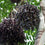 ACAI FRUIT PLANT EXOTIC PLANTS