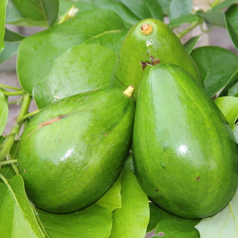 Avocado - Ettinger - Grafted - Hybrid Fruit Plant