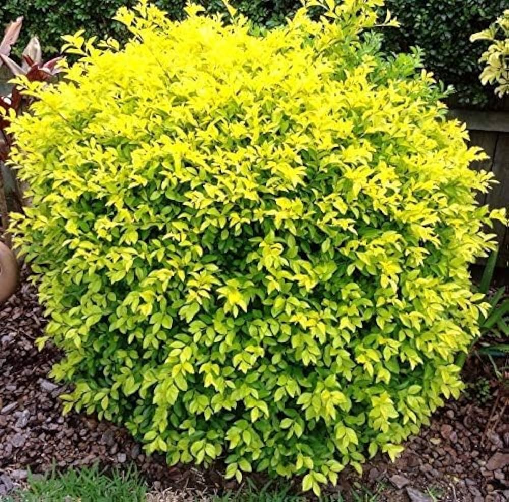 Golden Duranta (Golden Dewdrops) Live Plant | Attractive Hedge Plant for Home & Garden | Healthy Live Plant - Best Selling