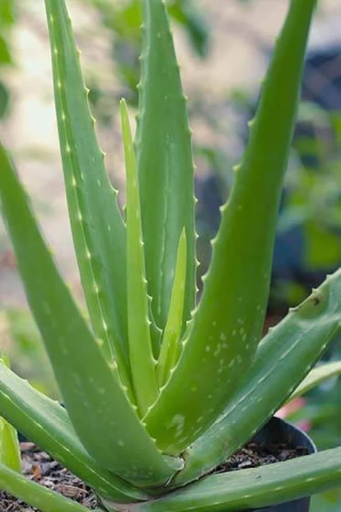 Aloe Vera Live Plant | Aloe Barbadensis | Special Variety Succulent Plant - Best Selling