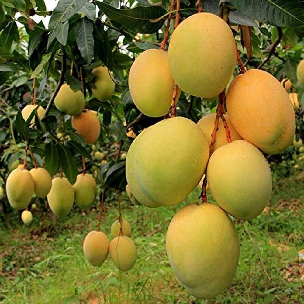 Mango Plant (Alphonso) Live Mango 1 Plant (Mangifera indica) – Grafted Variety  -Fruit Plants