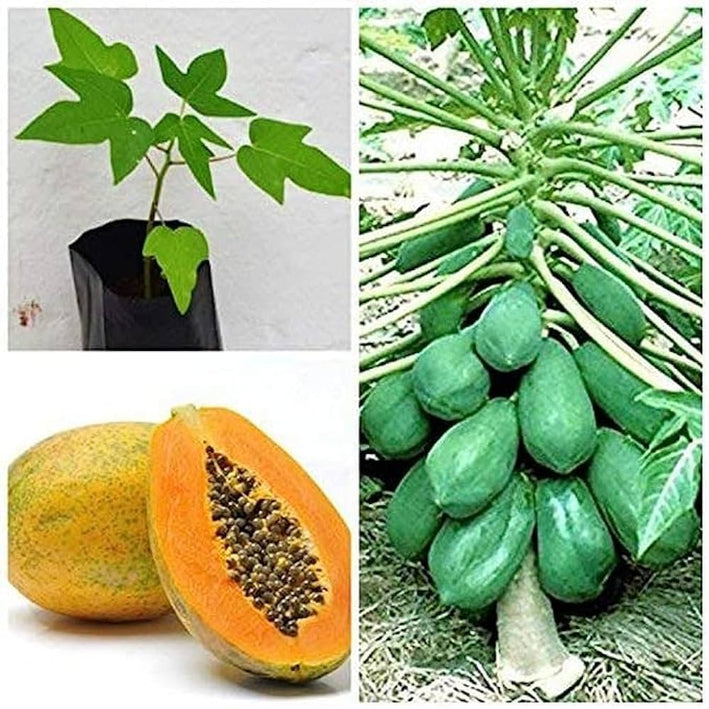 PAPAYA FRUIT PLANT EXOTIC PLANTS