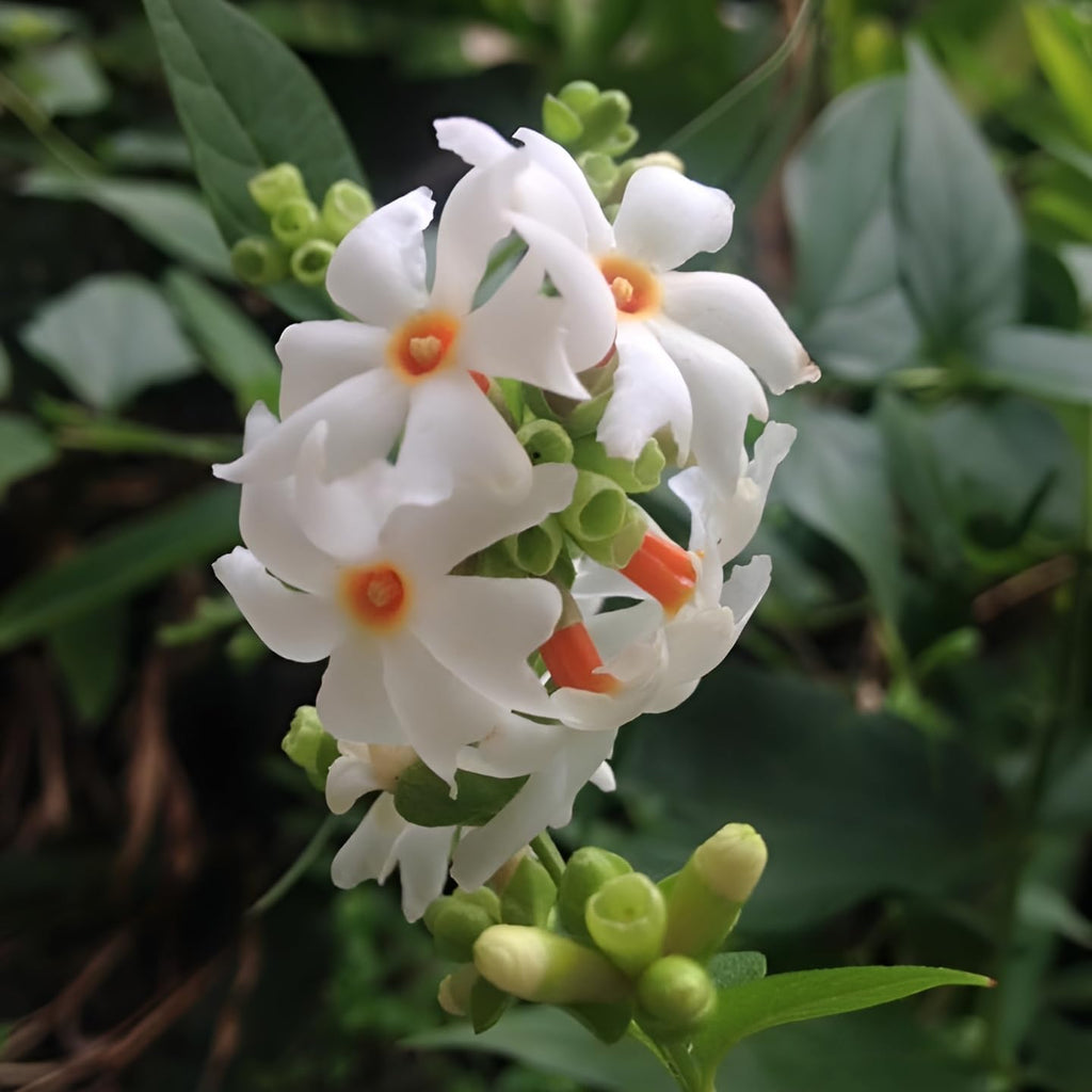 Parijat Flower Plant / Harshringar / Night Jasmine (Shiuli) – 1 Healthy Live Coral Jasmine Plant in Grow Bag - Best Selling
