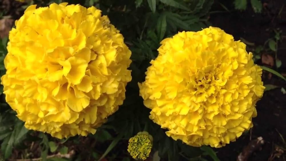 Marigold ‘Pusa Basanti’ – Premium Yellow Flower Seeds (Pack of 30) - Flower Seeds