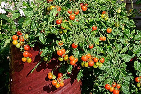 Cherry Tomato ‘Honey 100’ – Premium Sweet Vegetable Seeds (Pack of 100)-Vegetable Seeds