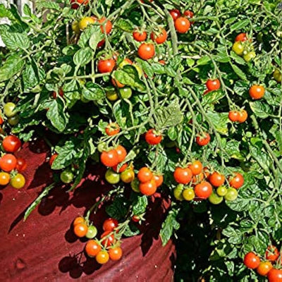 Cherry Tomato ‘Honey 100’ – Premium Sweet Vegetable Seeds (Pack of 100)-Vegetable Seeds