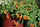 Cherry Tomato ‘Honey 100’ – Premium Sweet Vegetable Seeds (Pack of 100)-Vegetable Seeds