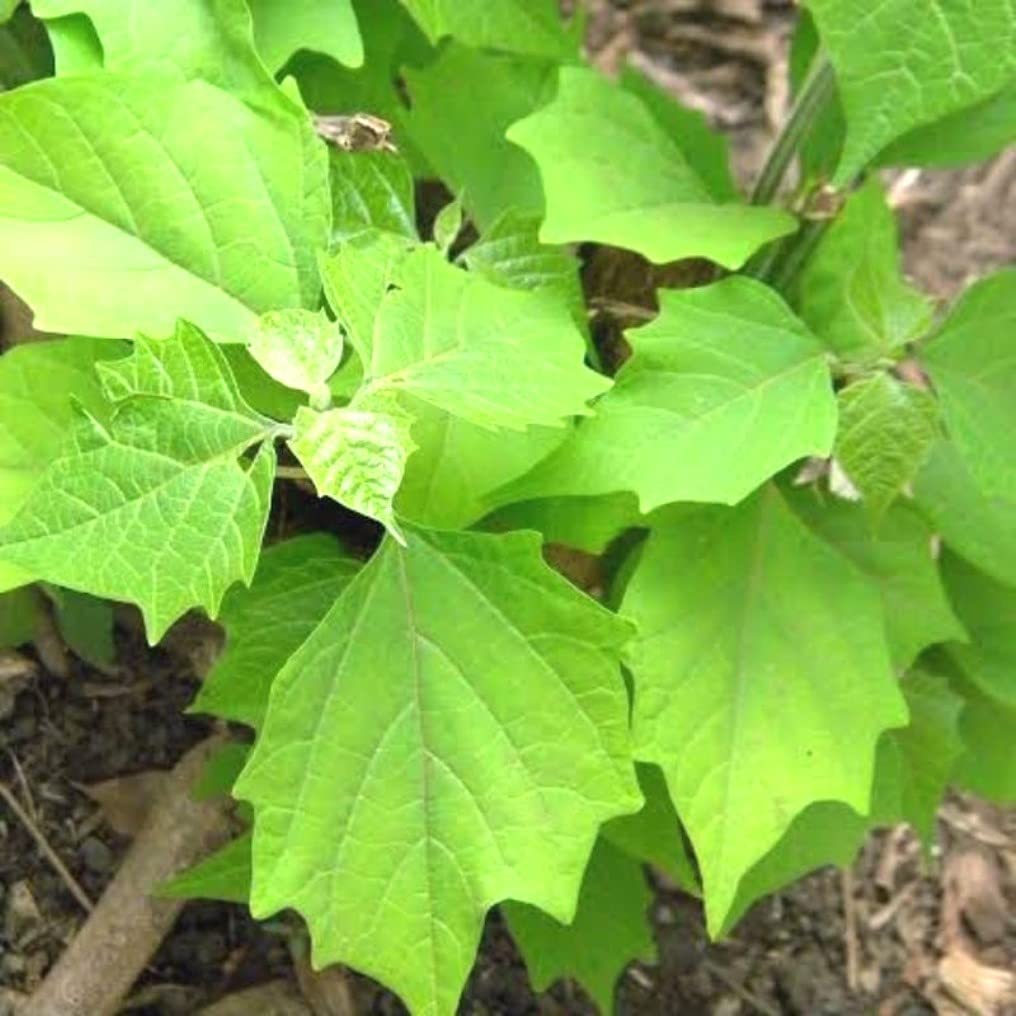 Kumizhu (Gmelina arborea) Live Medicinal Plant - Healthy & Ayurvedic Benefits