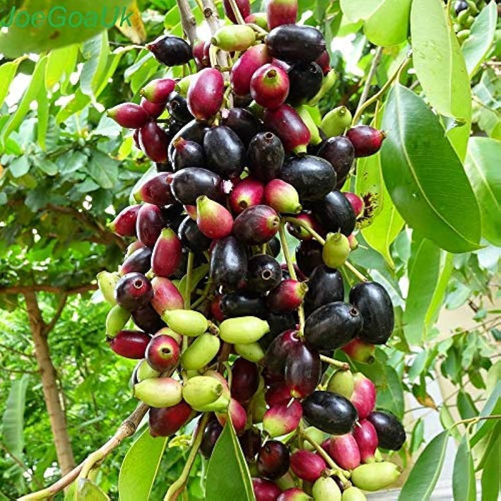 Jamun plant Java Plum-  Medicinal Plant Live Plants