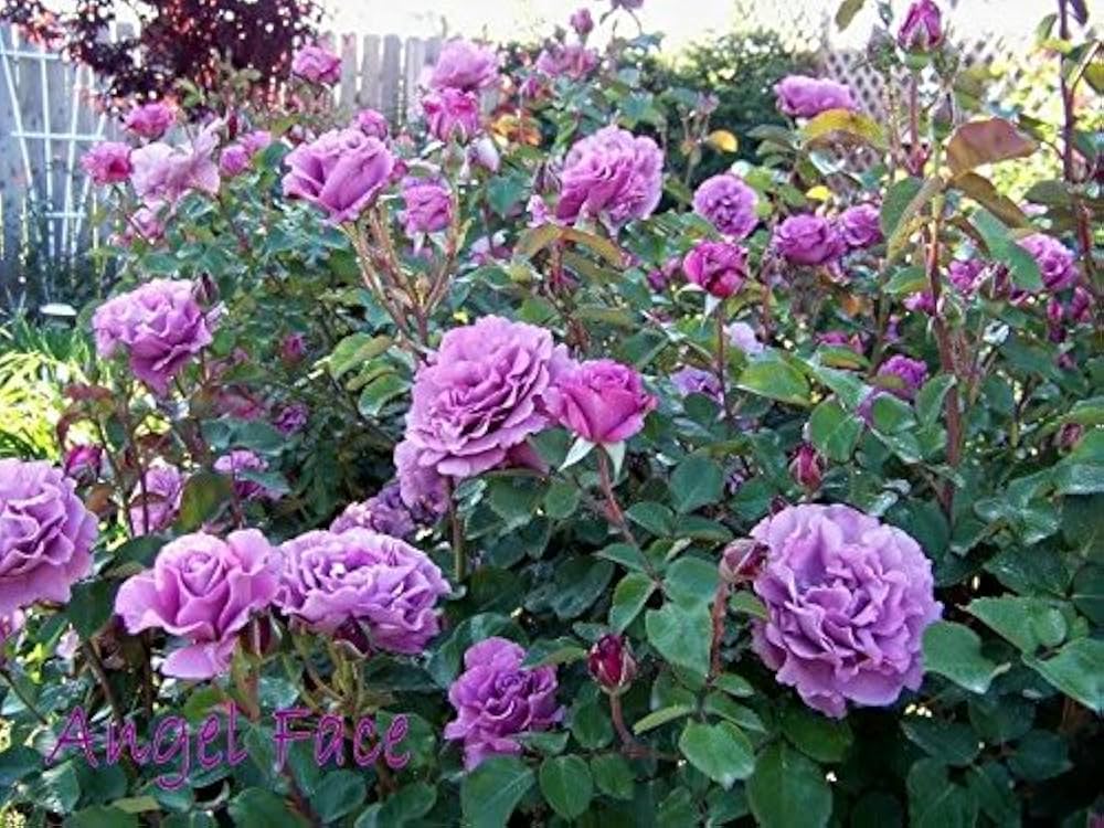 Exotic Hybrid Climbing Rose Flower Seeds – Pack of 20  -Angel Face - Rose Seeds