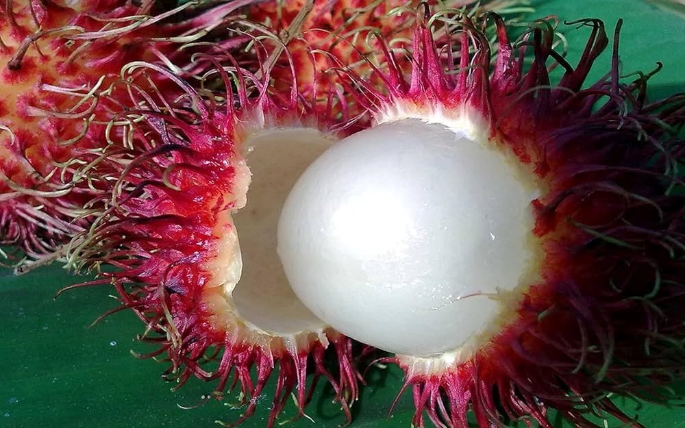R-134 (Malaysia) Rambutan Hybrid Exotic Fruit Seeds, Pack of 5 - Fruit Seeds