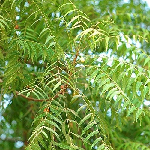 Neem Tree (Azadirachta indica) Live Medicinal Plant Live Plants