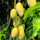 Exotic Mango Plant Varieties for Your Garden (Ataulfo (Honey Mango)) ) Live Mango 1 Plant (Mangifera indica) – Grafted Variety  -Fruit Plants