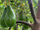 Avocado - Ettinger - Grafted - Hybrid Fruit Plant