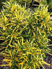 Patabahar Live Plants (Pack of 1) | Petra Croton | Indoor Decorative Plant with Golden Yellow Variegated Leaves | Natural Air Purifier | BUTON - Best Selling