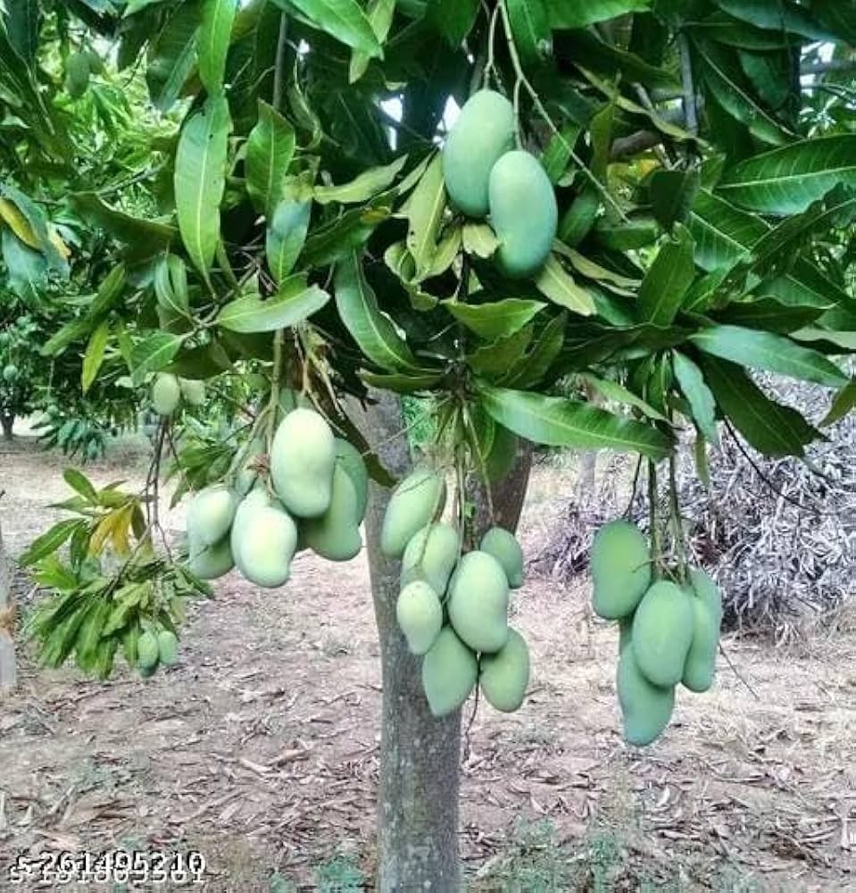 Mango Plant (Amrapali) ) Live Mango 1 Plant (Mangifera indica) – Grafted Variety  -Fruit Plants