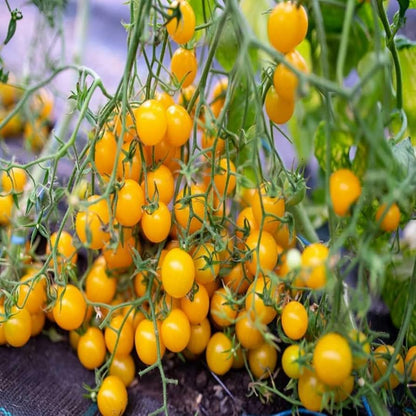 🍅 Cherry Tomato Hybrid 100 Seeds – Yellow, Sweet & Golden  - Vegetable Seeds