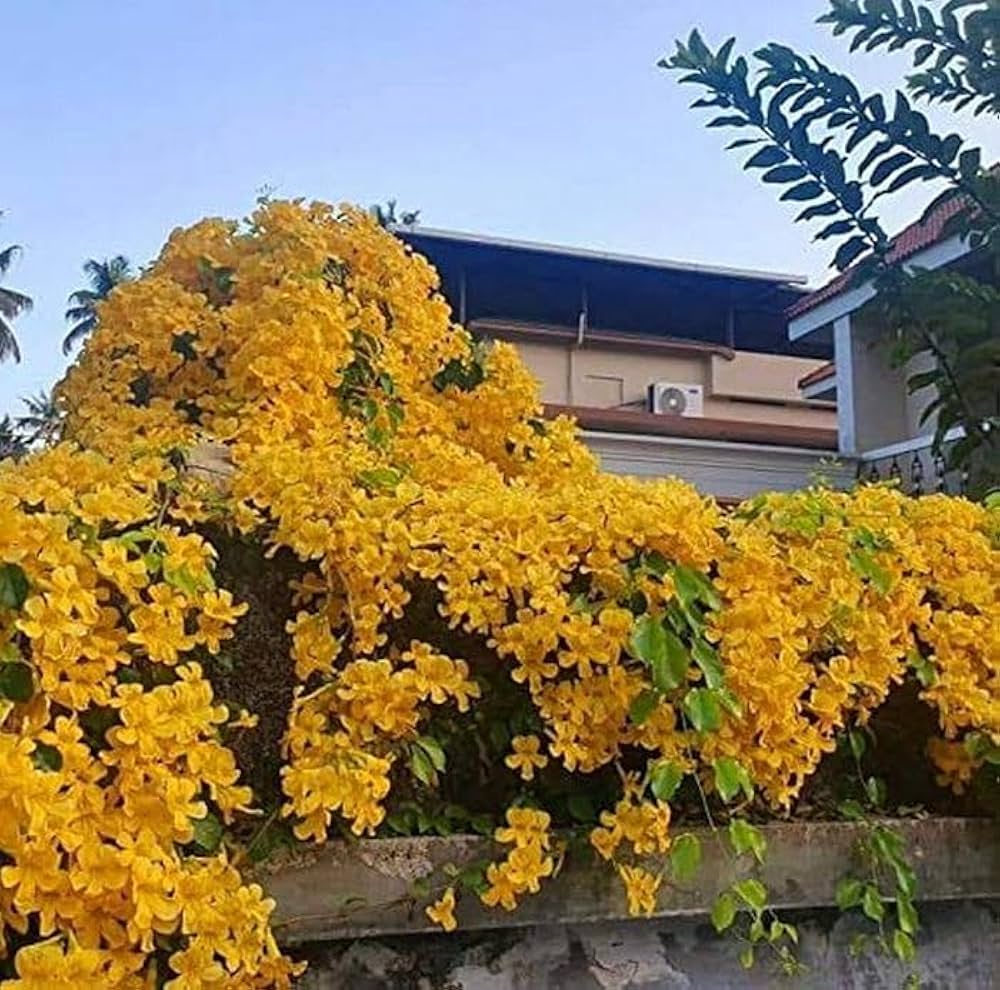 Cat's Claw Creeper Plant | Fast-Growing Yellow Flowering Climber for Outdoor Walls & Fences | Macfadyena unguis-cati - Best Selling