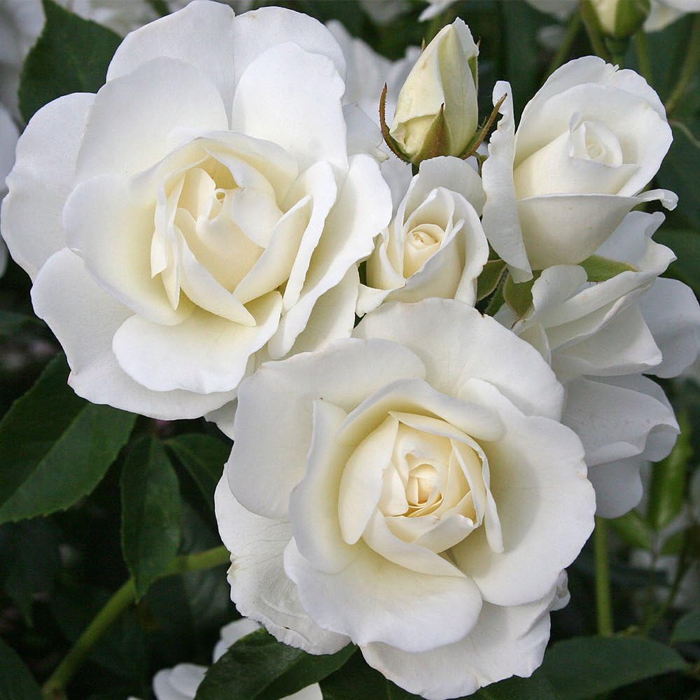 "Exotic Hybrid Climbing Rose Flower Seeds 20   -Iceberg - Rose Seeds
