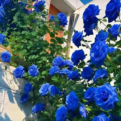 Exotic Hybrid Climbing Rose Flower Seeds – Pack of 20  - Blue - Rose Seeds