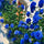 Exotic Hybrid Climbing Rose Flower Seeds – Pack of 20  - Blue - Rose Seeds