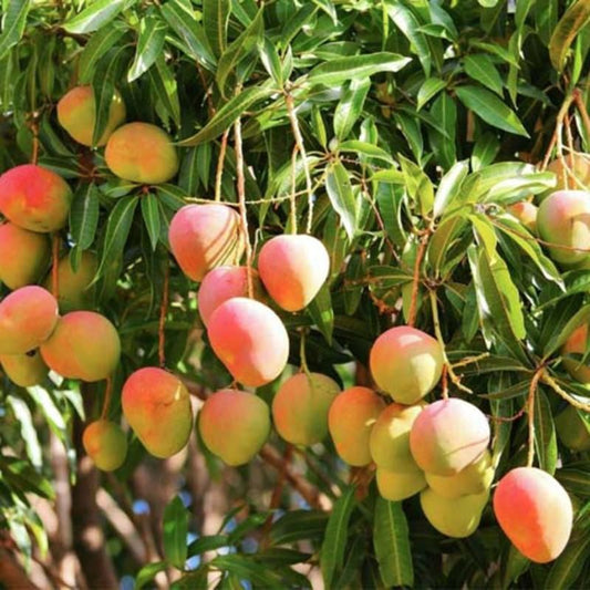 Exotic Mango Plant Varieties for Your Garden (Kent) ) Live Mango 1 Plant (Mangifera indica) – Grafted Variety  -Fruit Plants