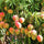 Exotic Mango Plant Varieties for Your Garden (Kent) ) Live Mango 1 Plant (Mangifera indica) – Grafted Variety  -Fruit Plants