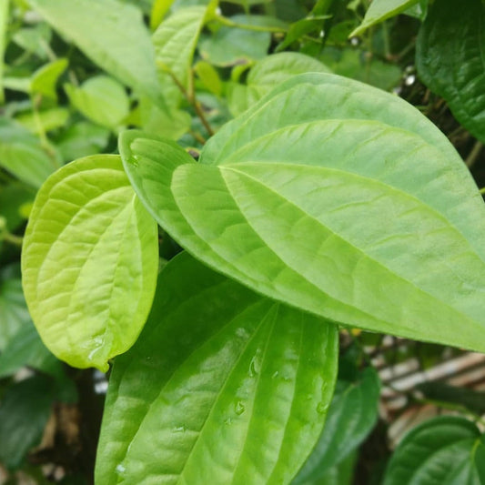 Vetta Piper Betel Medicinal Plant: Live, Healthy, Thriving for Home Gardens