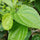 Vetta Piper Betel Medicinal Plant: Live, Healthy, Thriving for Home Gardens