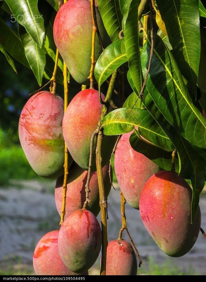 Exotic Mango Plant Varieties for Your Garden (Tommy Atkins) ) Live Mango 1 Plant (Mangifera indica) – Grafted Variety  -Fruit Plants