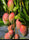 Exotic Mango Plant Varieties for Your Garden (Tommy Atkins) ) Live Mango 1 Plant (Mangifera indica) – Grafted Variety  -Fruit Plants