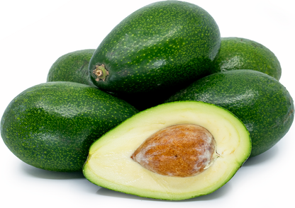 Bacon Avocado Seeds – Pack of 2 - Fruit Seeds