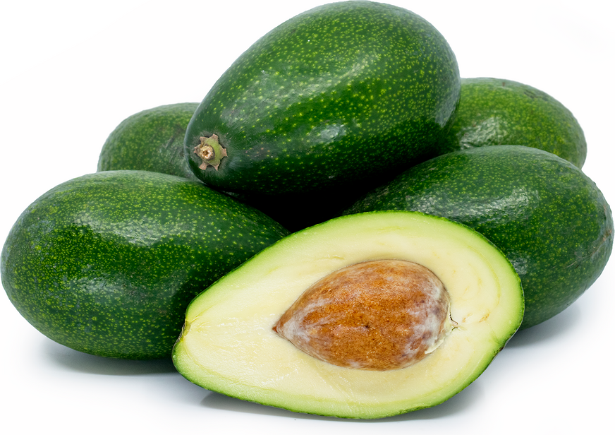 Bacon Avocado Seeds – Pack of 2 - Fruit Seeds