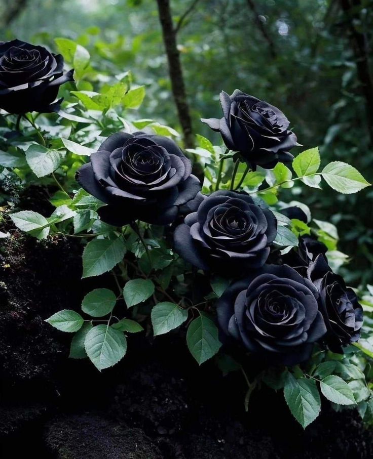 Exotic Hybrid Climbing Rose Flower Seeds – Pack of 20  - Black - Rose Seeds