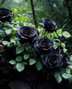 Exotic Hybrid Climbing Rose Flower Seeds – Pack of 20  - Black - Rose Seeds